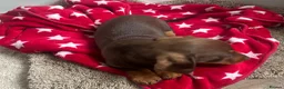 Miniature Dachshund dogs for sale: Miniature chocolate and tan dachshund in Leeds - Advert 2