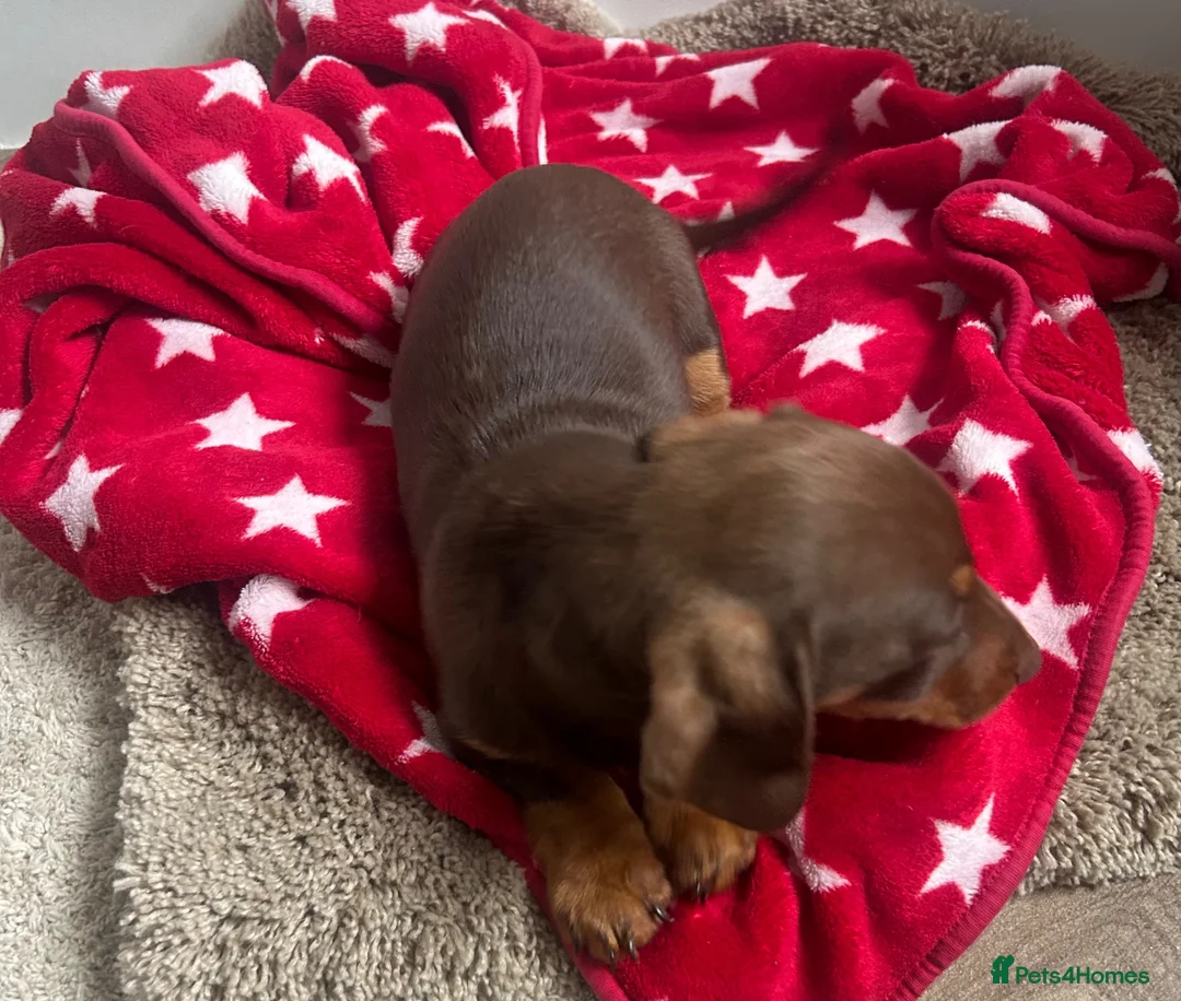 Miniature Dachshund dogs for sale: Miniature chocolate and tan dachshund in Leeds - Advert 2
