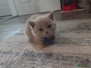 British Shorthair cats BSH lilac males - Advert 2