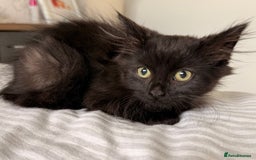 Russian Blue cats for sale: Crossed Russian Blue Kitten - Advert 6