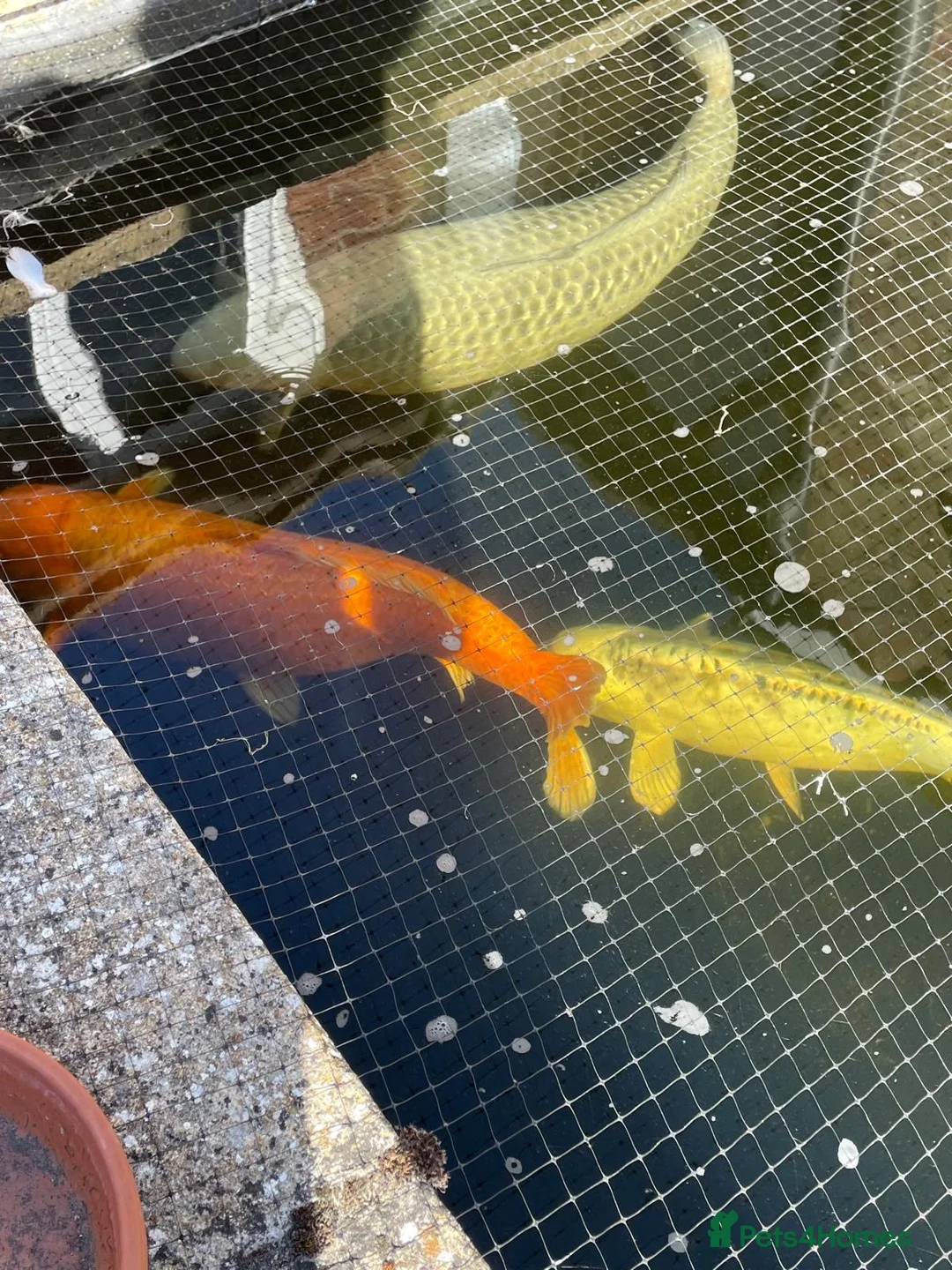 Koi Carp fish for sale: Free Koi Carp in Cambridge - Advert 2