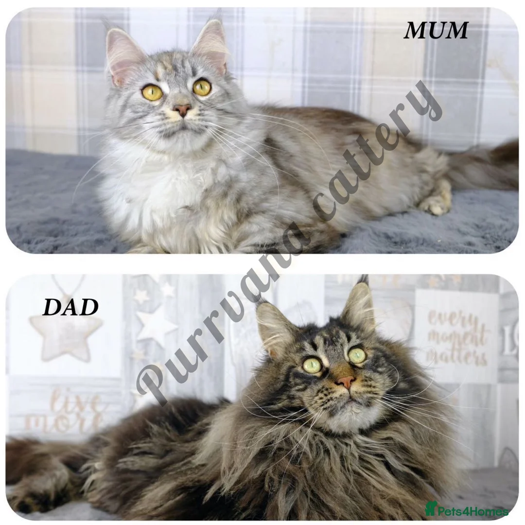 Maine Coon cats for sale: TICA registered Pedigree Maine coon kitten - Advert 6