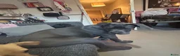 Cane Corso dogs for sale: Cane Corso  - Advert 3