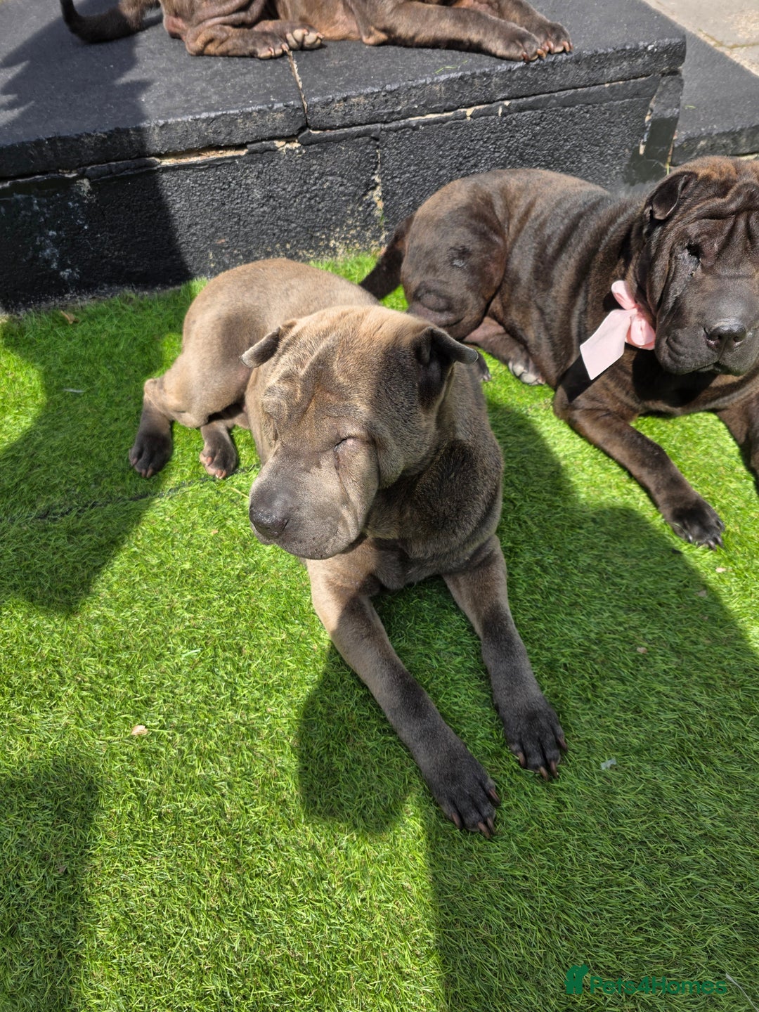 Shar Pei dogs for sale: 2 lovely shar pei looking for new home - Image 1