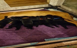 Labrador Retriever dogs for sale: KC Registered Black Lab (1 Girl, 1 boy remaining) - Image 22