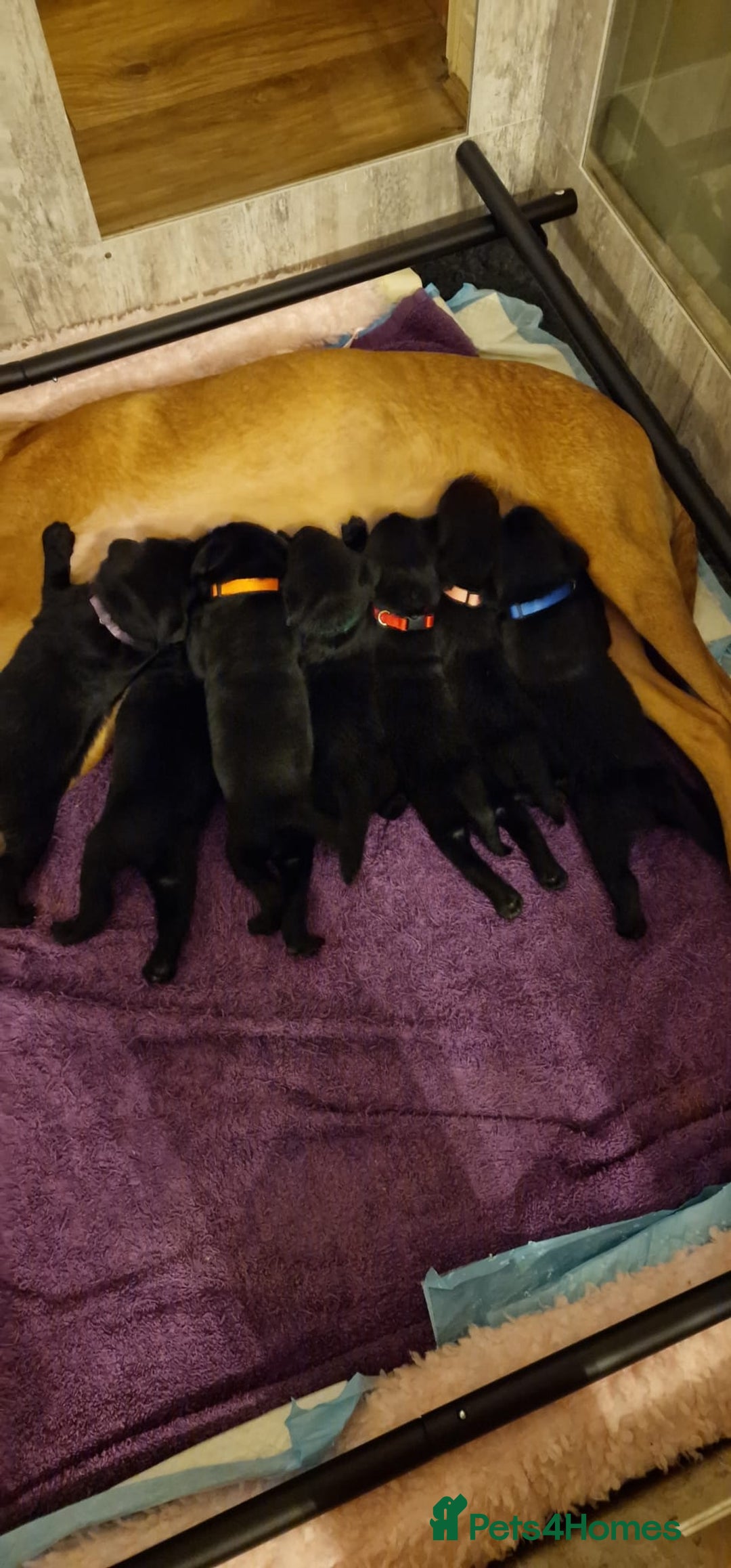 Labrador Retriever dogs for sale: KC Registered Black Lab (1 Girl, 1 boy remaining) - Image 22