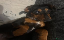 Dachshund dogs for sale: Biscuit dachshund  - Image 1