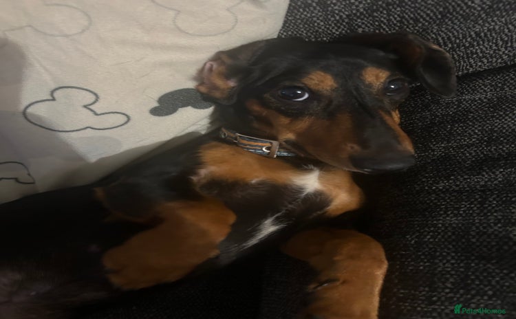 Dachshund dogs - Advert 4