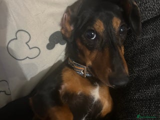 Dachshund dogs - Advert 30