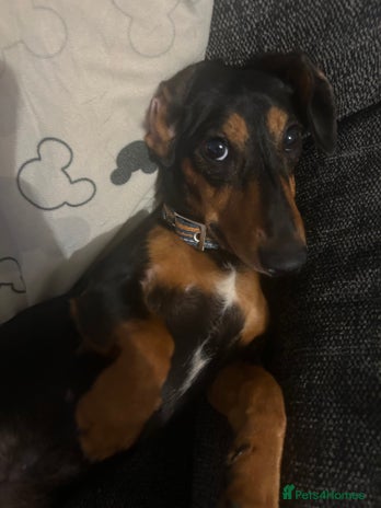 Dachshund dogs - Advert 5