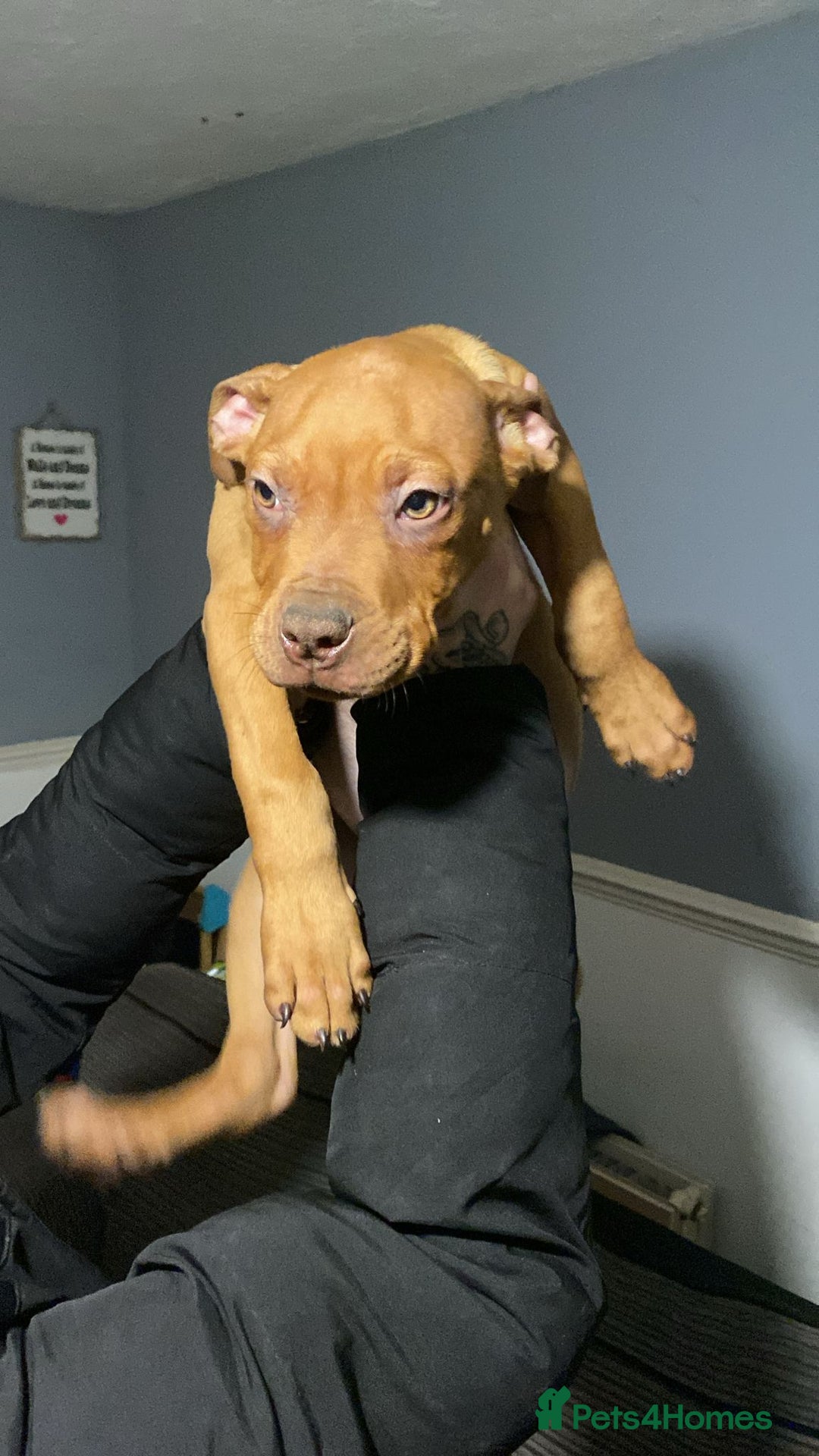 Mixed Breed dogs for sale: Pups for sale - Advert 7