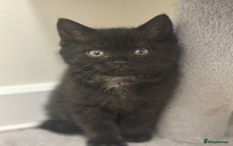 British Shorthair cats for sale: British Shorthair Kittens with rare colouring - Image 4