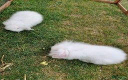 Lionhead rabbits for sale: 5 baby bunnies looking for new homes  - Image 6