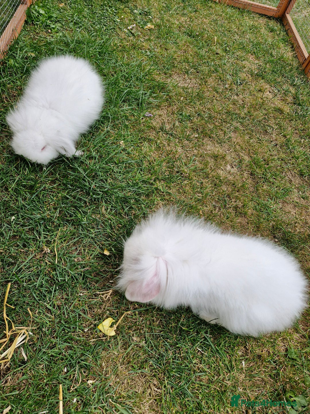 Lionhead rabbits for sale: 5 baby bunnies looking for new homes  - Image 6