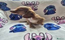 Cocker Spaniel dogs for sale: Working type cocker spaniels - last puppy! - Image 12