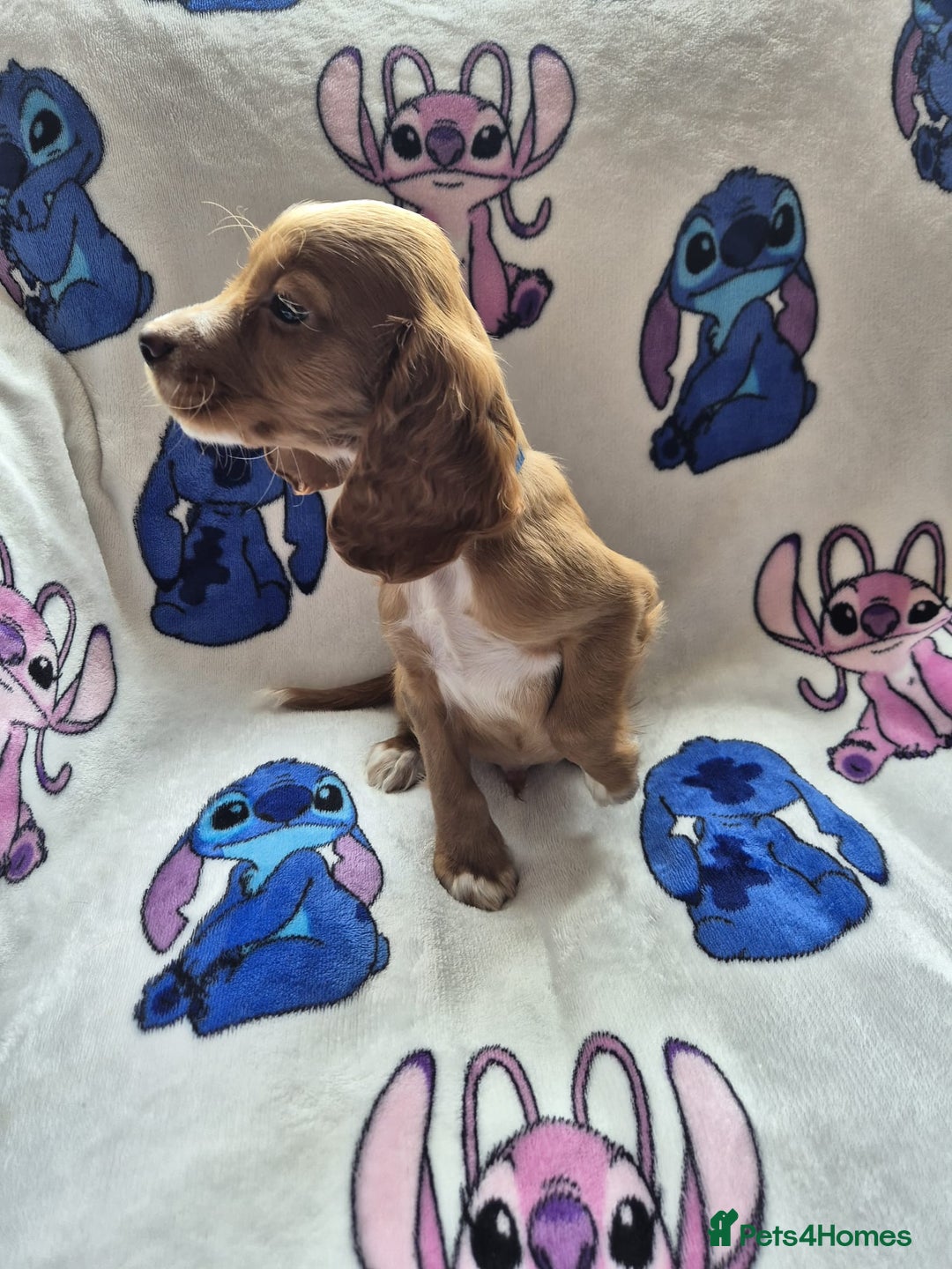Cocker Spaniel dogs for sale: Working type cocker spaniels - last puppy! - Image 12