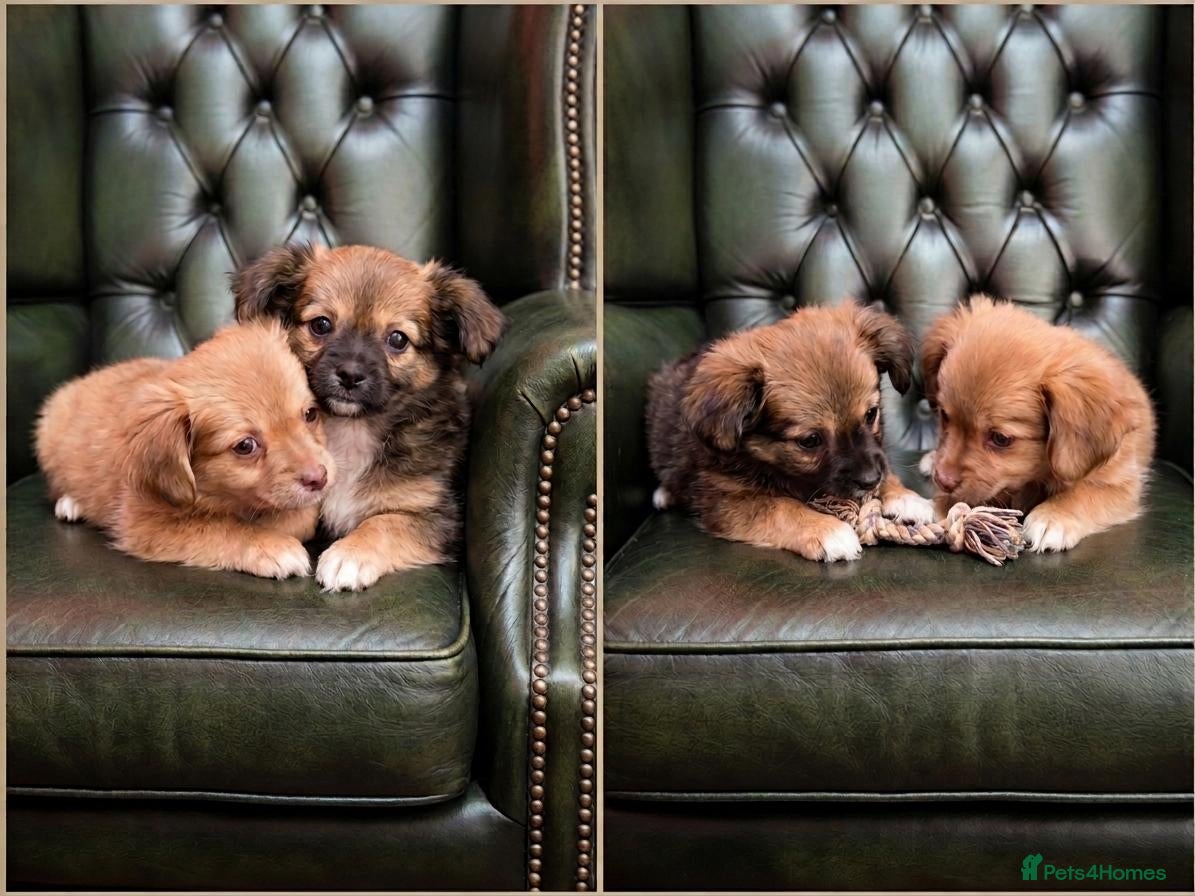 Chihuahua dogs Chihuahua Puppies (Boys) - Ready for loving homes - Advert 7