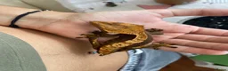 Gecko reptiles for sale: Pascal the Crested Gecko in Trowbridge - Advert 1