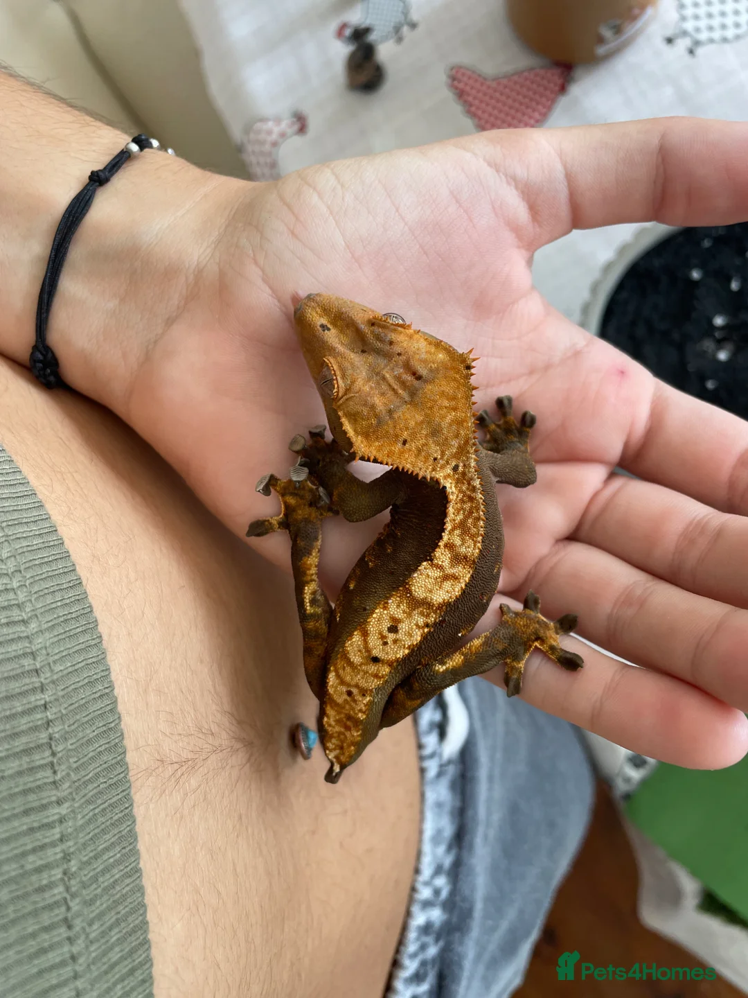 Gecko reptiles for sale: Pascal the Crested Gecko in Trowbridge - Advert 1