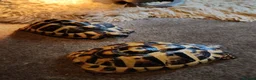 Hermann Tortoise reptiles for sale: HERMANNS TORTOISES  - Advert 4