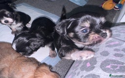 Mixed Breed dogs for sale: Tini Malchi puppies  - Image 6