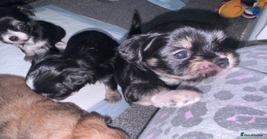 Mixed Breed dogs - Advert 10