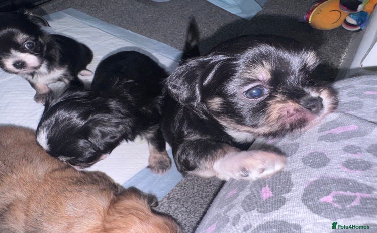 Mixed Breed dogs - Advert 10