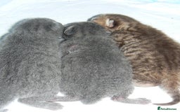 British Shorthair cats for sale: Pedegree British Blue + Tabby Shorthair Kittens - Image 12