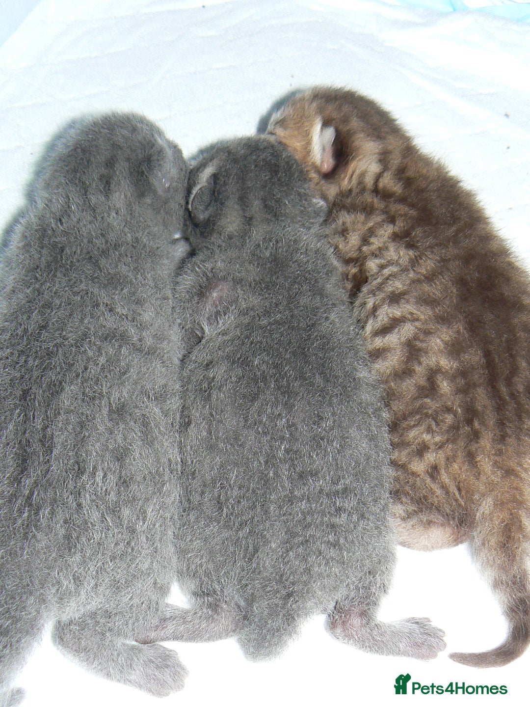 British Shorthair cats for sale: Pedegree British Blue + Tabby Shorthair Kittens - Image 12
