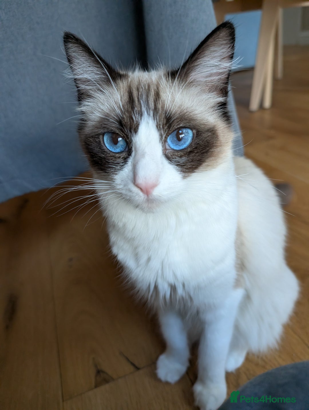 Ragdoll cats for sale: Gorgeous Ragdoll Kittens  - Advert 10