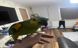 Parrots birds for sale: Blue fronted Amazon with full set up - Image 3