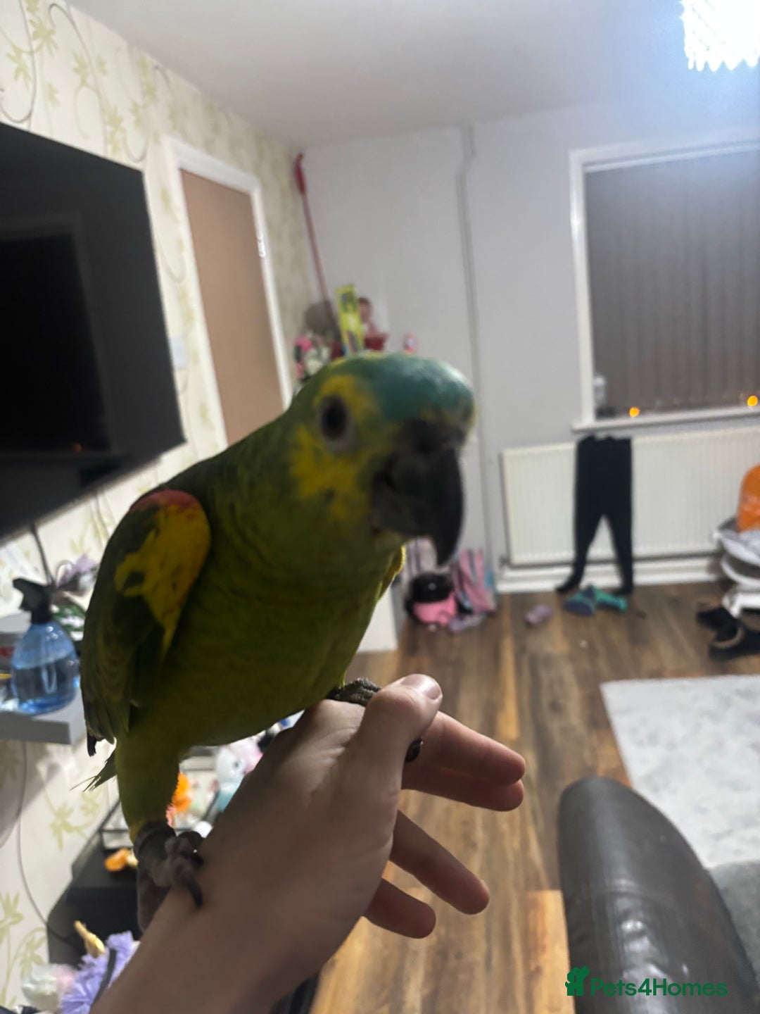 Parrots birds for sale: Blue fronted Amazon with full set up - Image 3
