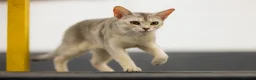 Abyssinian cats for sale: 2 beautiful Abyssinian boys  - Advert 22