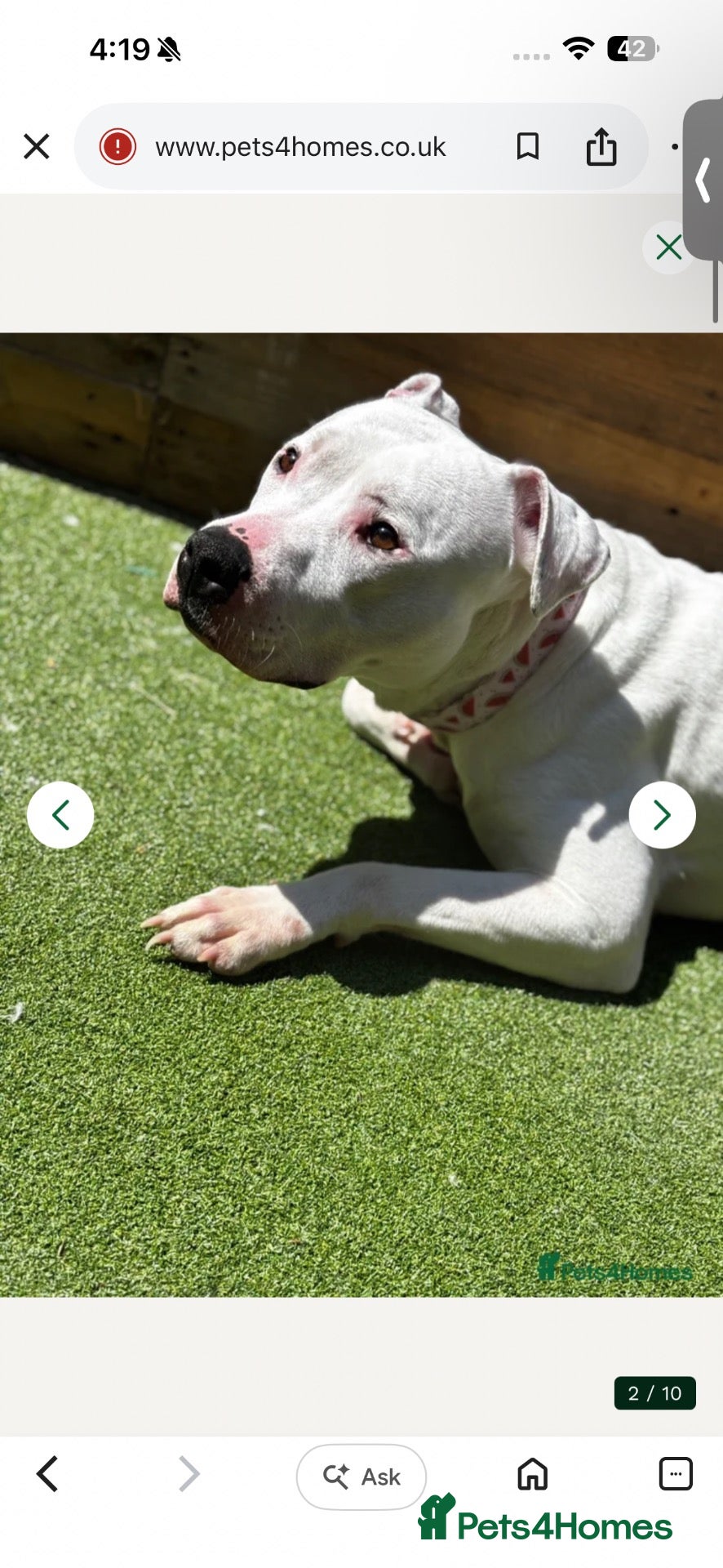 Staffordshire Bull Terrier dogs Snowy - Advert 11