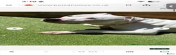 Staffordshire Bull Terrier dogs for sale: Snowy in Huntingdon - Advert 1