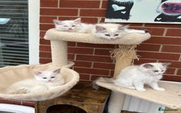 Ragdoll cats for sale: Gorgeous litter of bicolour kittens GCCF reg - Image 20