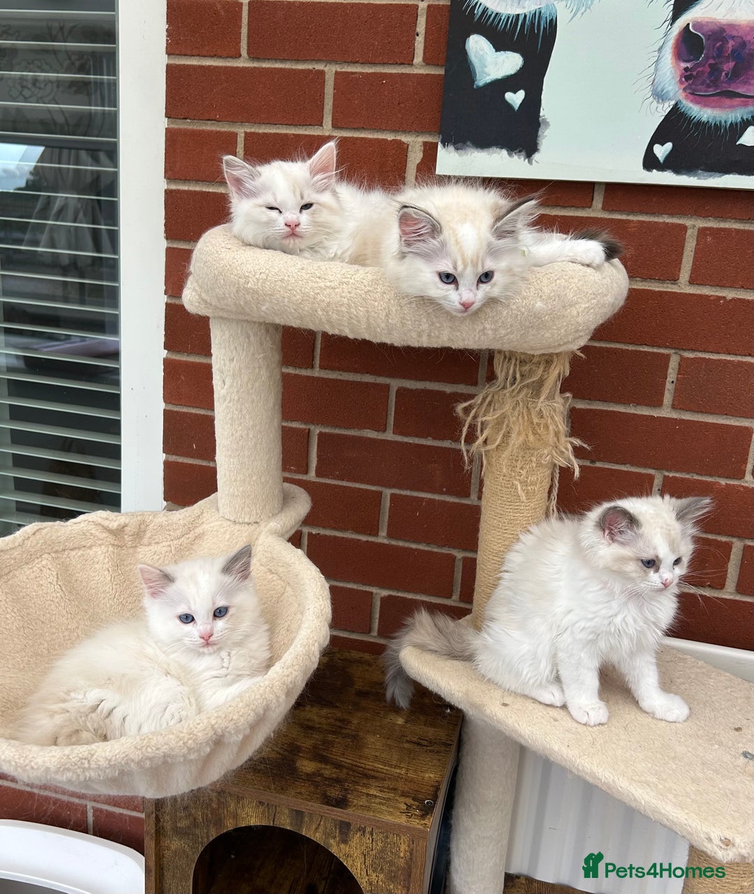 Ragdoll cats for sale: Gorgeous litter of bicolour kittens GCCF reg - Image 20