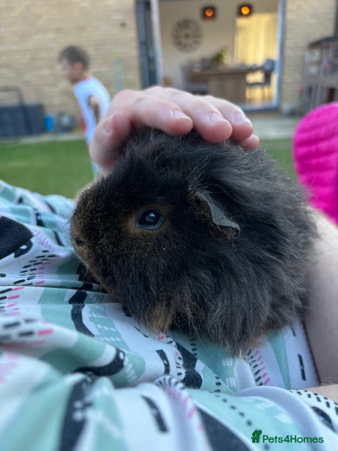 Guinea Pig rodents for sale: Two bonded guinea pigs - Advert 2