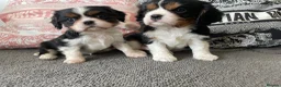Cavalier King Charles Spaniel dogs for sale: Chocolate carrying Cavalire King Charles spaniels  - Advert 8