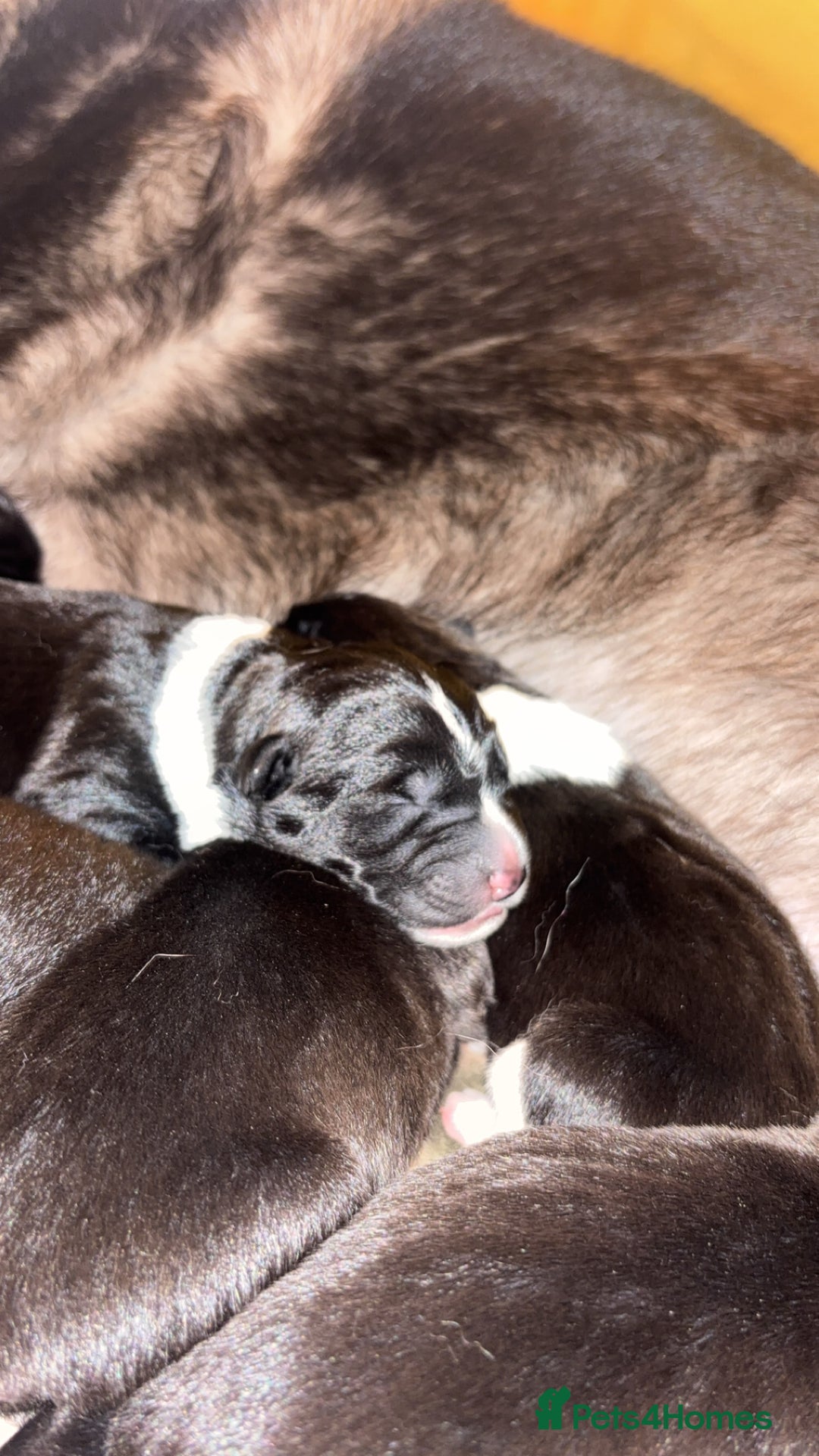 Akita dogs for sale: Black Mask American Akita Puppies - Advert 5