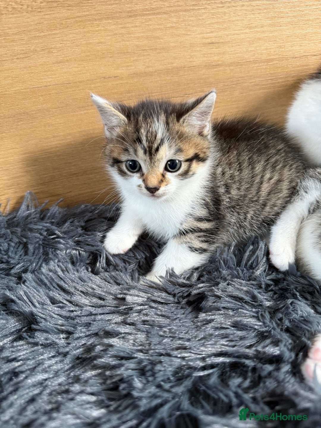Mixed Breed cats for sale: Mixed kitten - Image 6