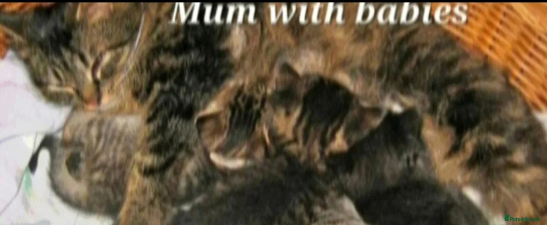 Mixed Breed cats for sale: Male tabby kittens  in Leeds - Advert 7