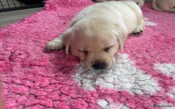 Labrador Retriever dogs for sale: Beautiful Labrador Puppies - Image 8