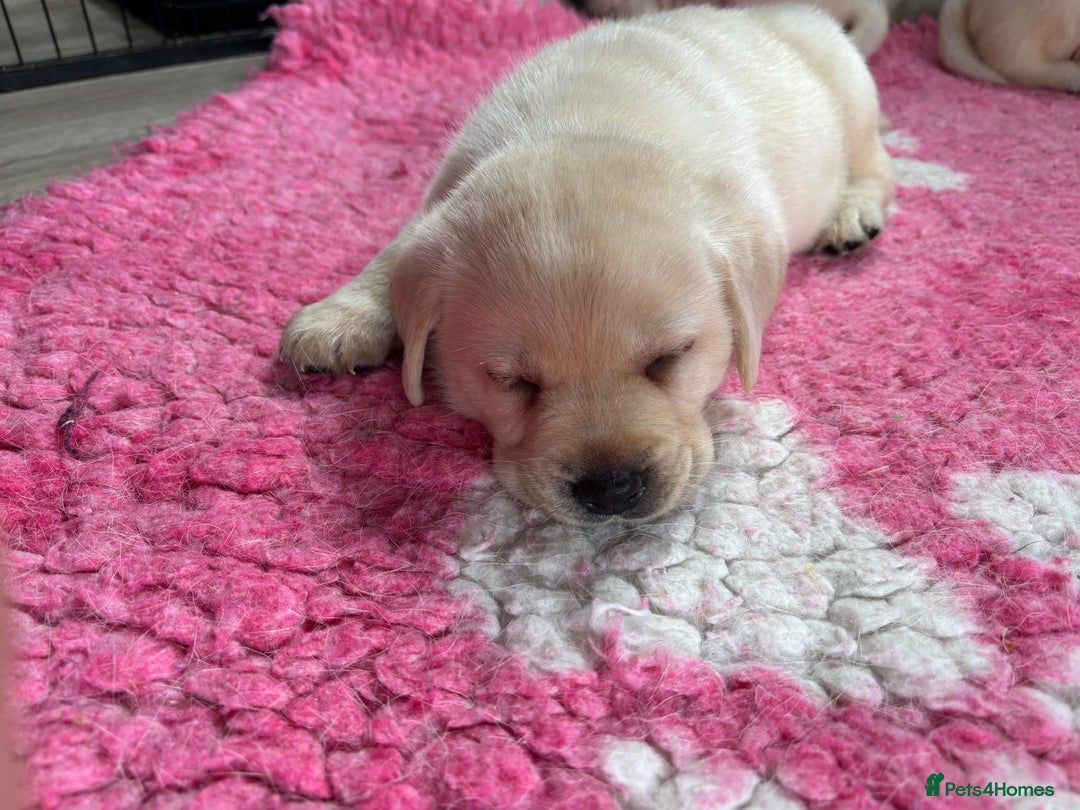 Labrador Retriever dogs for sale: Beautiful Labrador Puppies - Image 8