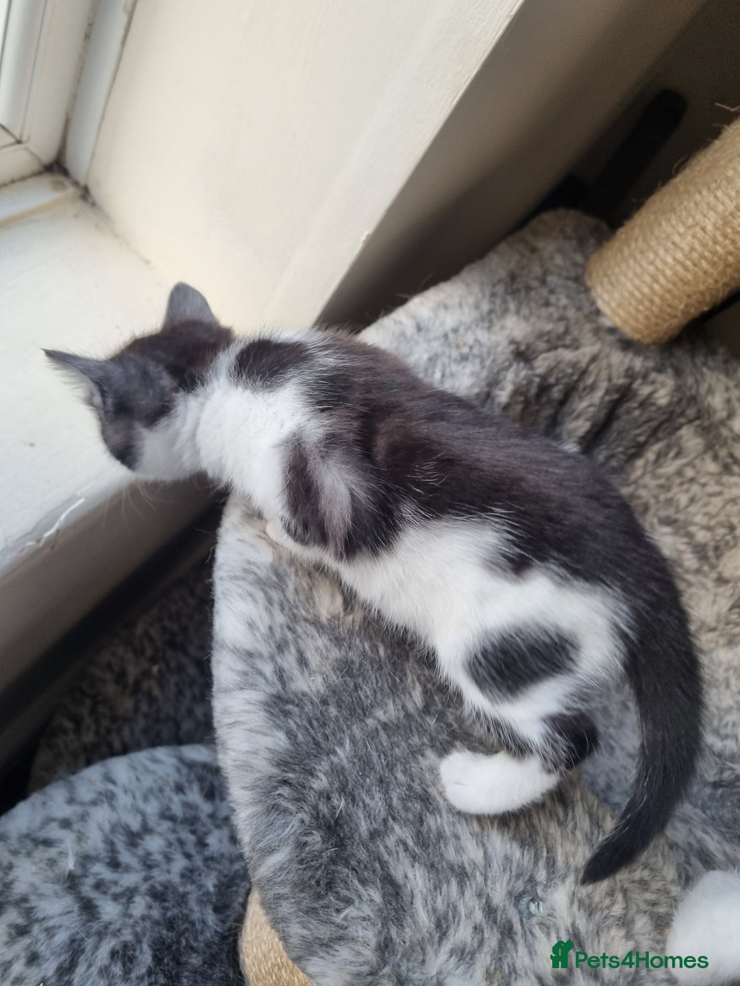 Mixed Breed cats for sale: Ghost tabby cat - Advert 4