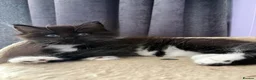 Maine Coon cats for sale: 4 Stunning pure Maine Coon Kittens - Advert 6