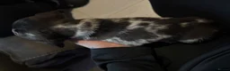 Miniature Dachshund dogs for sale: 2 little boys left - Advert 6