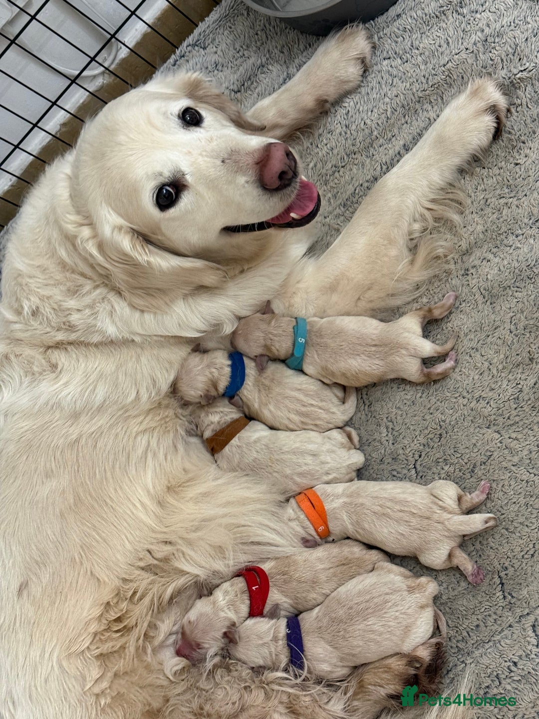 Golden Retriever dogs for sale: Golden retrievers  - Advert 4