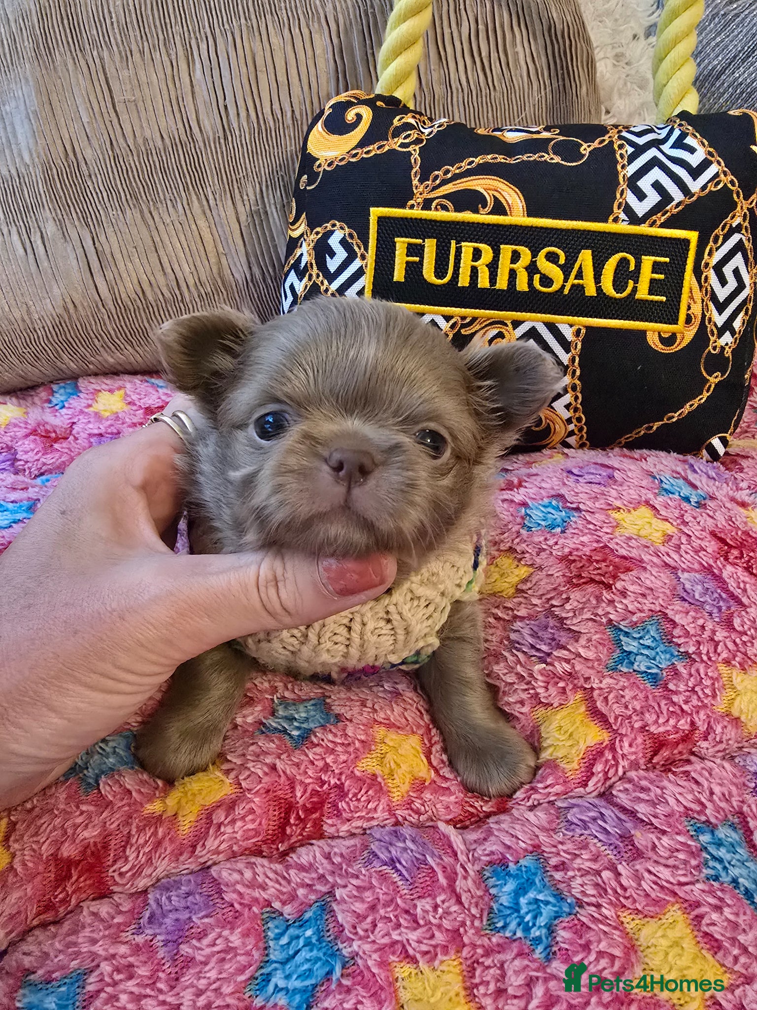 Chihuahua dogs for sale: Xx stunning kc chihuahua longcoat puppies Xx - Advert 26
