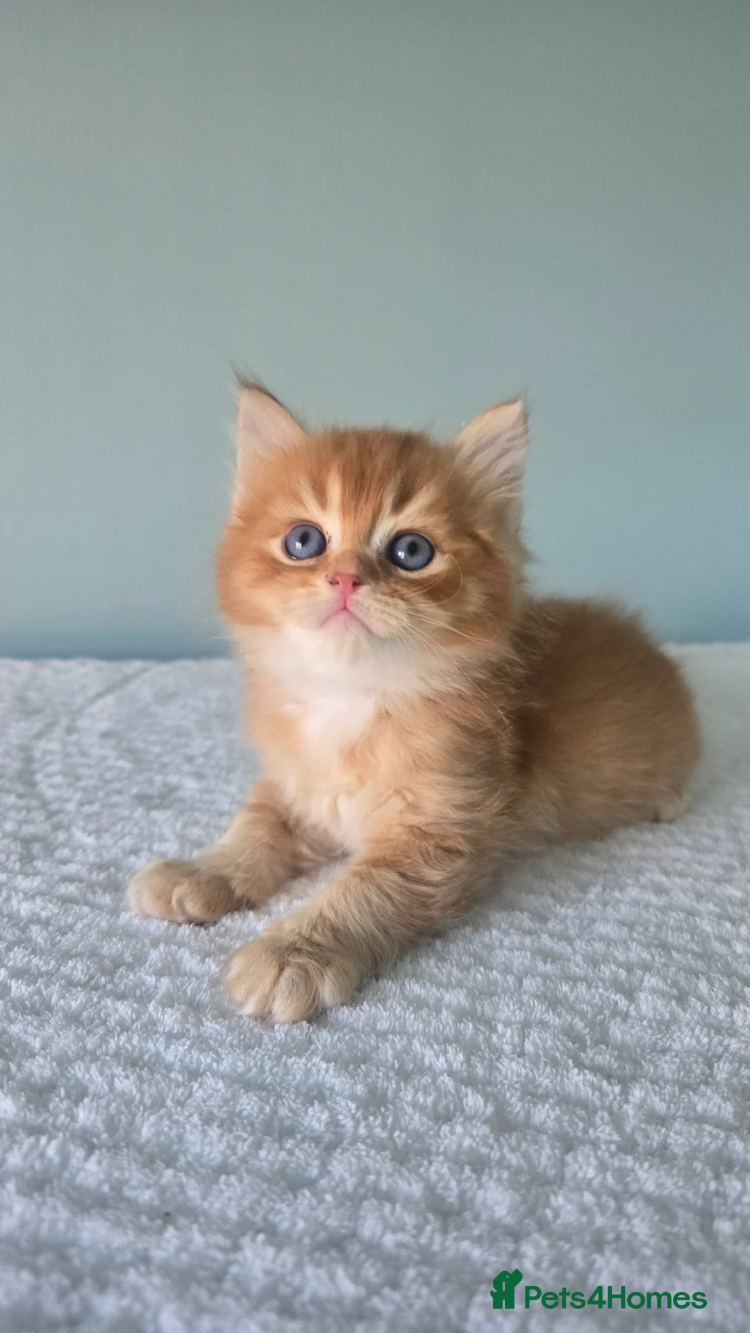 Devon Rex cats for sale: Devon -British shorthair cross - Advert 1